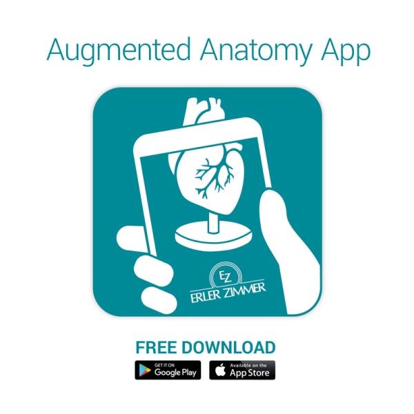 Erler Zimmer - Großes Herzmodell, 3-fache Lebensgröße, 2 Teile - EZ Augmented Anatomy